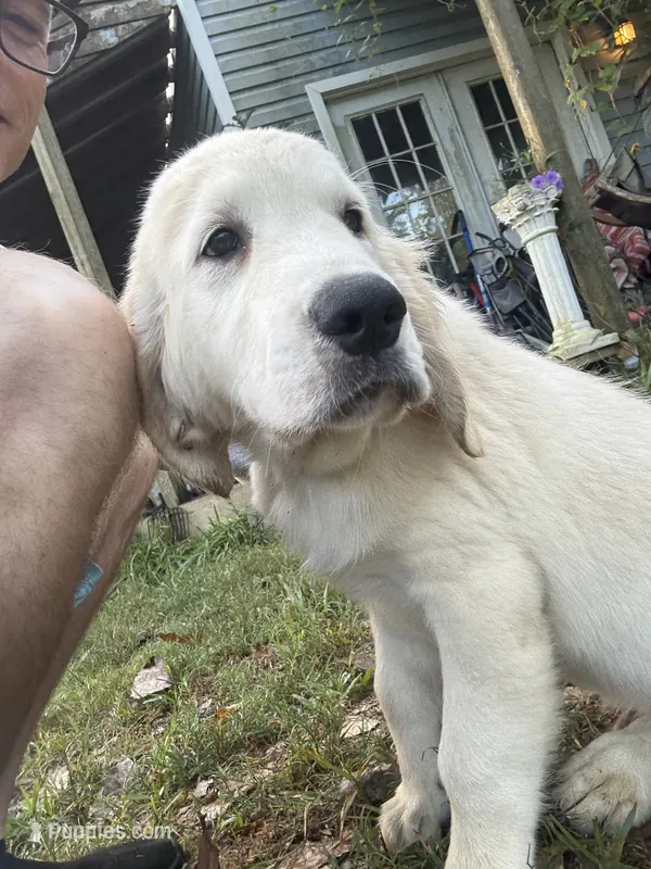Pecan Orchard's Green Mountain – Golden Retriever puppy for sale in Pearland, TX