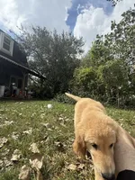 Pecan Orchard's Houston Astro, a male Golden Retriever for sale in Pearland, TX – 8 of 8