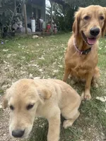 Pecan Orchard's Kelly Green, a female Golden Retriever for sale in Pearland, TX – 4 of 6