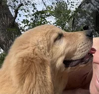 Pecan Orchard's Houston Astro, a male Golden Retriever for sale in Pearland, TX – 1 of 8