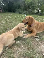 Pecan Orchard's Kelly Green, a female Golden Retriever for sale in Pearland, TX – 5 of 6
