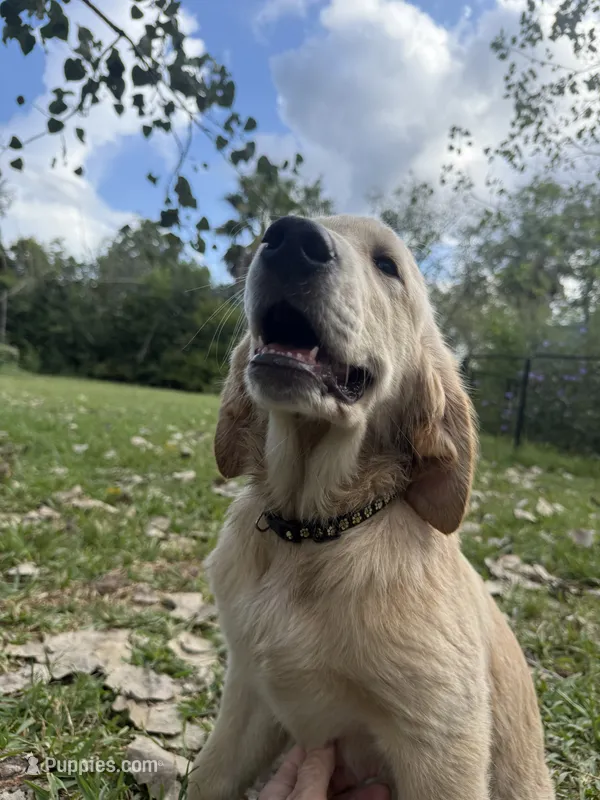 Pecan Orchard's Queenie – Golden Retriever puppy for sale in Pearland, TX