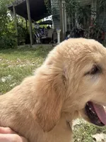 Pecan Orchard's Houston Astro, a male Golden Retriever for sale in Pearland, TX – 3 of 8