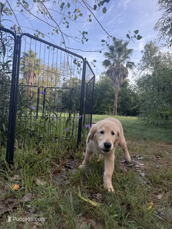 Pecan Orchard's White Blessing – Golden Retriever puppy for sale in Pearland, TX