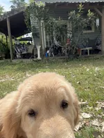 Pecan Orchard's Houston Astro, a male Golden Retriever for sale in Pearland, TX – 2 of 8
