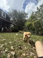 Pecan Orchard's Houston Astro, a male Golden Retriever for sale in Pearland, TX – 7 of 8