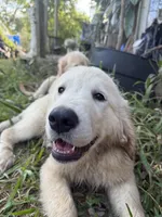 Pecan Orchard's Pink Lady, a female Golden Retriever for sale in Pearland, TX – 2 of 2