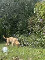 Pecan Orchard's Houston Astro, a male Golden Retriever for sale in Pearland, TX – 4 of 8