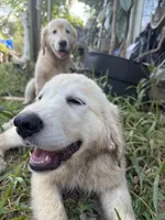 Pecan Orchard's Pink Lady, a female Golden Retriever for sale in Pearland, TX – 1 of 2