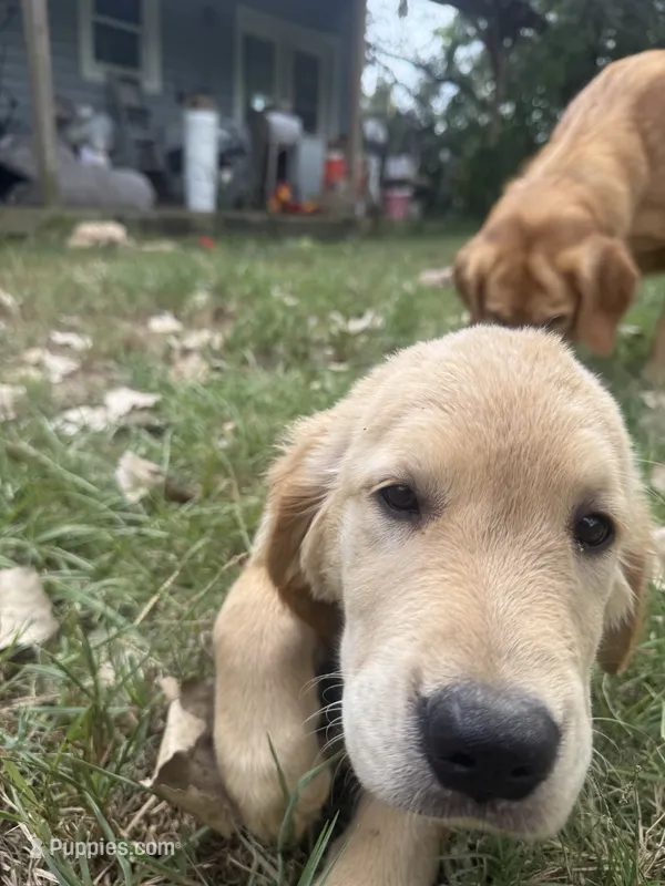 Pecan Orchard's Kelly Green – Golden Retriever puppy for sale in Pearland, TX