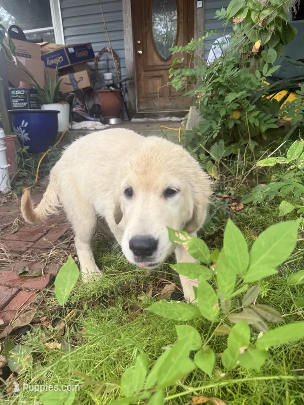 Pecan Orchard's Aqua Teal (Light Blue) – Golden Retriever puppy for sale in Pearland, TX