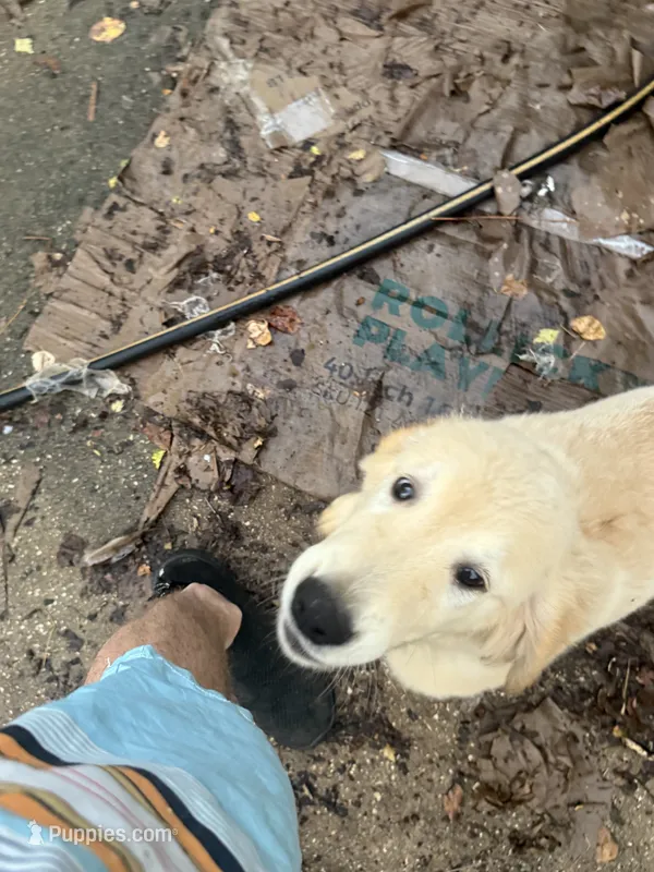 Pecan Orchard's Houston Rocket – Golden Retriever puppy for sale in Pearland, TX