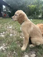 Pecan Orchard's Kelly Green, a female Golden Retriever for sale in Pearland, TX – 2 of 6