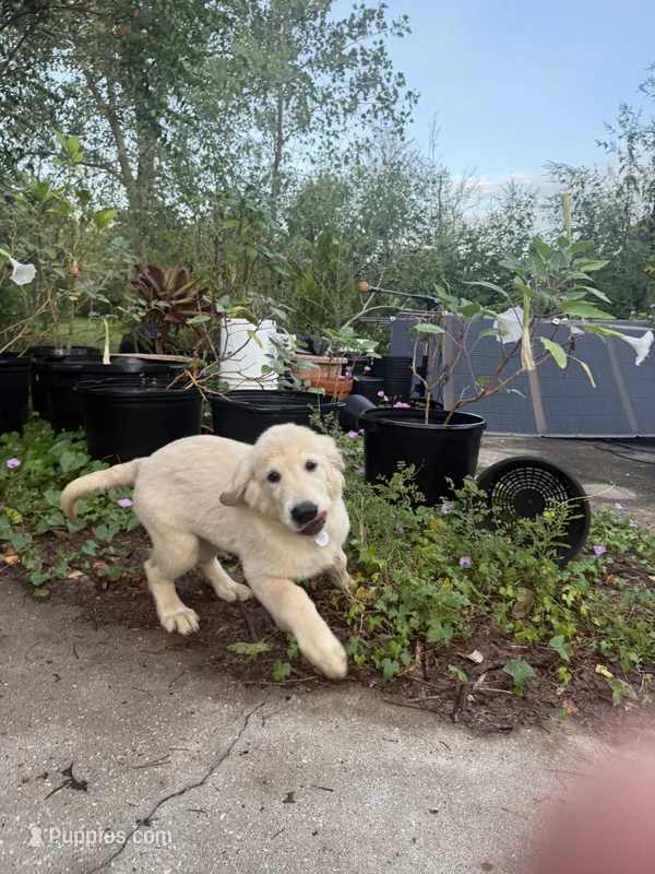 Pecan Orchard's Blue Ocean – Golden Retriever puppy for sale in Pearland, TX