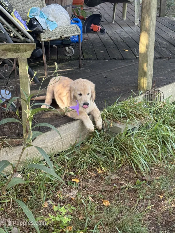 Pecan Orchard's Purple Violet – Golden Retriever puppy for sale in Pearland, TX