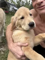 Pecan Orchard's Kelly Green, a female Golden Retriever for sale in Pearland, TX – 3 of 6