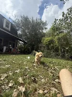Pecan Orchard's Houston Astro, a male Golden Retriever for sale in Pearland, TX – 6 of 8