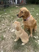 Pecan Orchard's Kelly Green, a female Golden Retriever for sale in Pearland, TX – 6 of 6