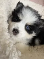 Total Terror, a male Pomsky for sale in Madisonville, TX – 3 of 5