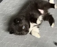 Might Menace , a male Pomsky for sale in Madisonville, TX – 4 of 6