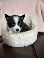 Little Loco, a male Pomsky for sale in Madisonville, TX – 1 of 4
