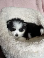 Total Terror, a male Pomsky for sale in Madisonville, TX – 4 of 5