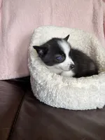 Little Loco, a male Pomsky for sale in Madisonville, TX – 4 of 4