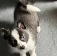 Little Loco, a male Pomsky for sale in Madisonville, TX – 4 of 4