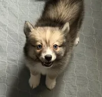 Crazy Cutie, a female Pomsky for sale in Madisonville, TX – 3 of 6