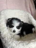 Total Terror, a male Pomsky for sale in Madisonville, TX – 5 of 5