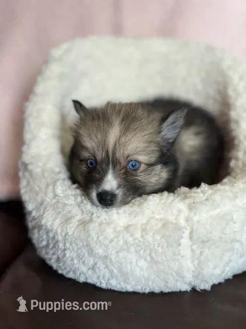 Crazy Cutie – Pomsky puppy for sale in Madisonville, TX