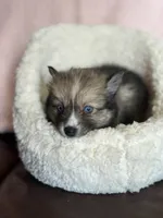 Crazy Cutie, a female Pomsky for sale in Madisonville, TX – 1 of 2