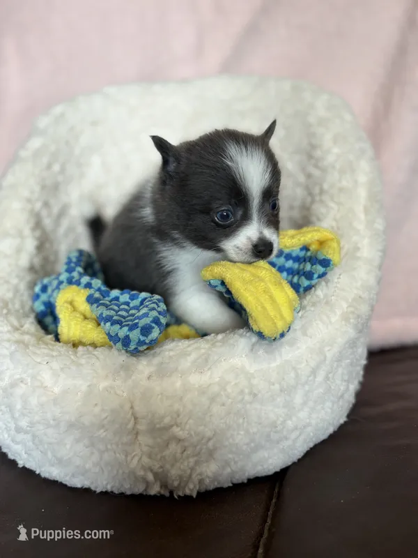 Blue Baddie – Pomsky puppy for sale in Madisonville, TX