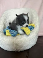 Blue Baddie, a female Pomsky for sale in Madisonville, TX – 1 of 3