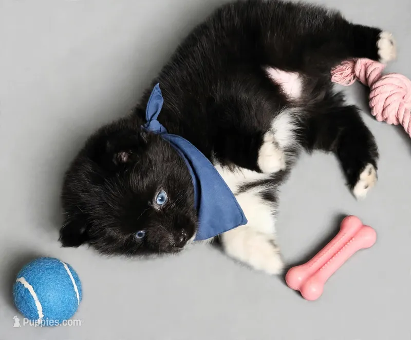 Might Menace  – Pomsky puppy for sale in Madisonville, TX