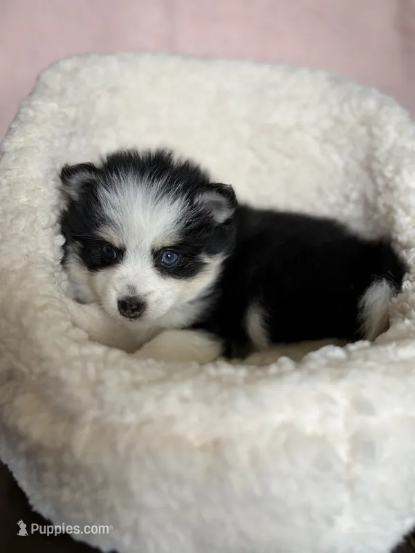 Total Terror – Pomsky puppy on hold in Madisonville, TX
