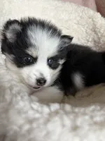 Total Terror, a male Pomsky for sale in Madisonville, TX – 2 of 5