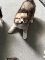 Crazy Cutie, a female Pomsky for sale in Madisonville, TX – 5 of 6