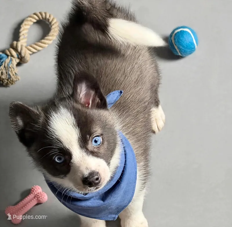 Little Loco – Pomsky puppy for sale in Madisonville, TX