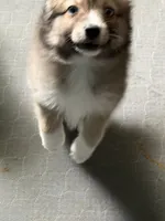 Crazy Cutie, a female Pomsky for sale in Madisonville, TX – 6 of 6