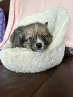 Crazy Cutie, a female Pomsky for sale in Madisonville, TX – 2 of 2