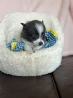 Blue Baddie, a female Pomsky for sale in Madisonville, TX – 2 of 3
