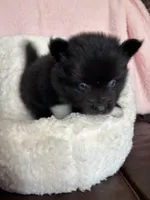 Might Menace , a male Pomsky for sale in Madisonville, TX – 1 of 3