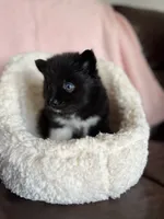 Might Menace , a male Pomsky for sale in Madisonville, TX – 3 of 3