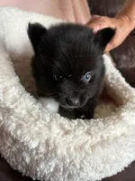 Might Menace , a male Pomsky for sale in Madisonville, TX – 2 of 3