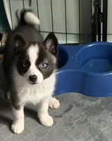 Little Loco, a male Pomsky for sale in Madisonville, TX – 3 of 4