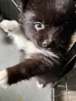 Might Menace , a male Pomsky for sale in Madisonville, TX – 6 of 6