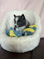 Blue Baddie, a female Pomsky for sale in Madisonville, TX – 3 of 3