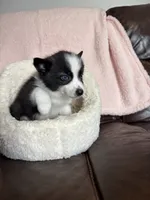 Little Loco, a male Pomsky for sale in Madisonville, TX – 3 of 4