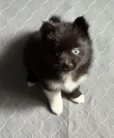Might Menace , a male Pomsky for sale in Madisonville, TX – 5 of 6
